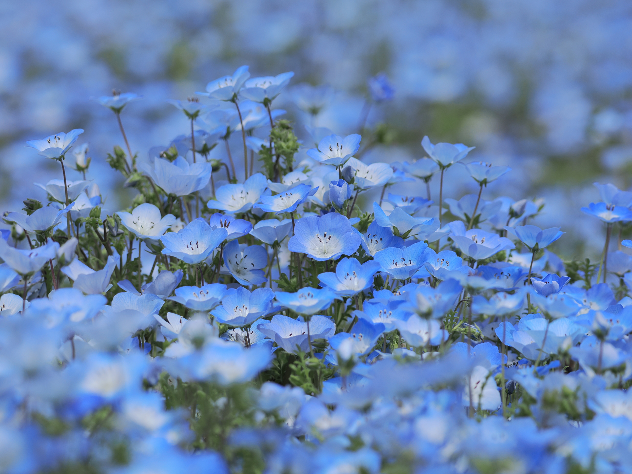 Nemophila